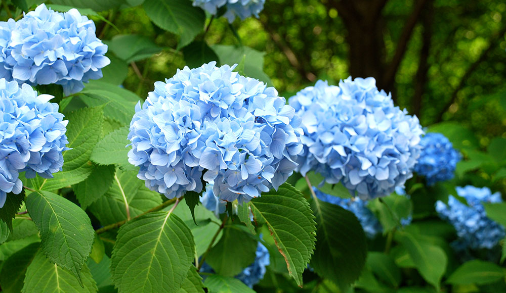 Hydrangeas Flower – Buy This Beauty At An Online Flowers Delivery Service